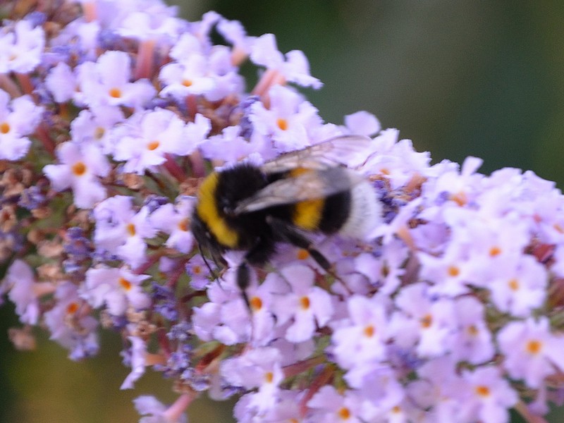 Bombus (Bombus) gr. terrestris e Bombus (Megabombus) cfr. ruderatus